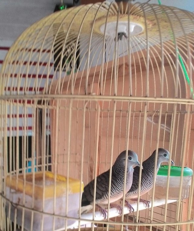 16+ Burung perkutut jantan dan betina terbaru