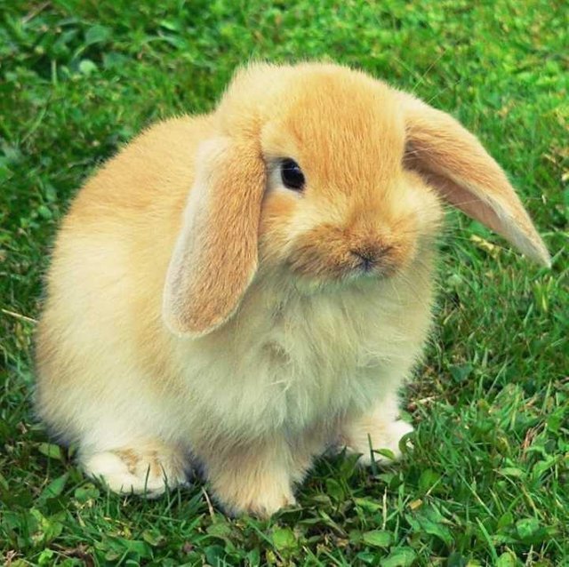 Kelinci Steemit Kelinci Steemit