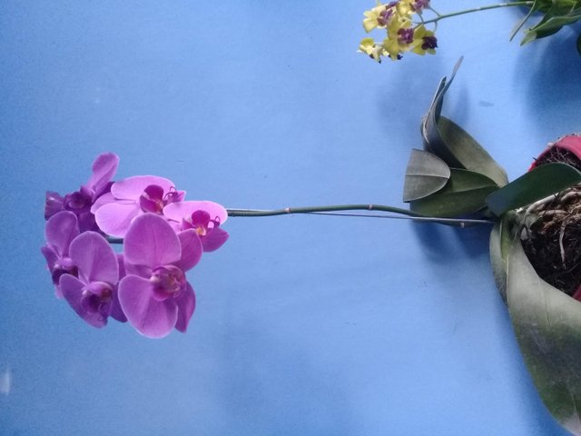 Wow 13 Bunga Anggrek Nan Cantik  Koleksi Bunga  HD