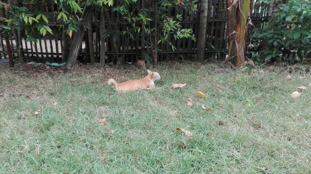 Kucing Betina Ku Steemit