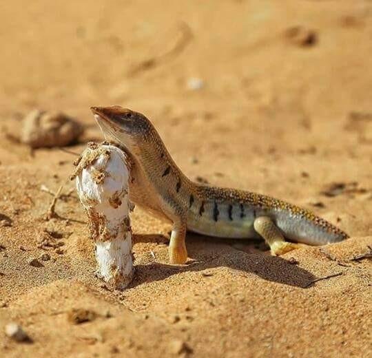 Desert Fish Sand Lizard Steemit