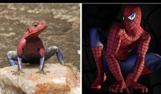 Unique, lizard skin color is very similar to Spiderman — Steemit