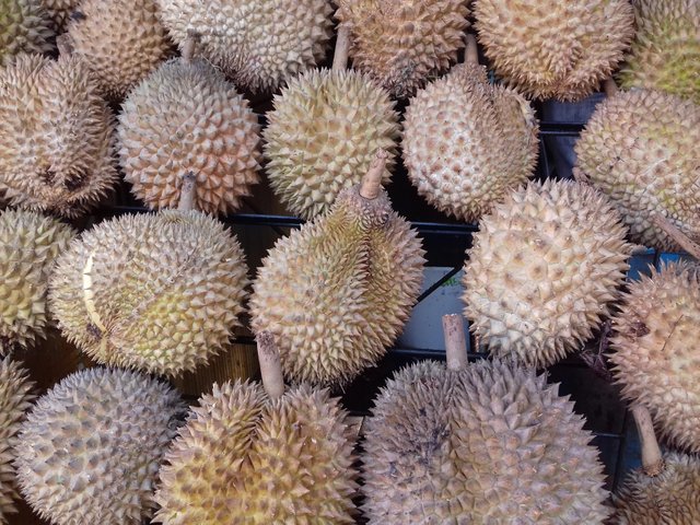 Unduh 87 Gambar Durian Jumbo Keren Gratis HD