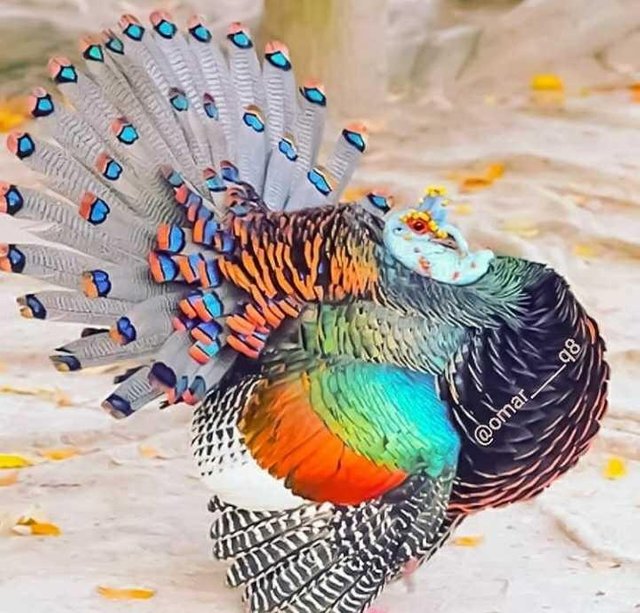 Paling Keren 11+ Gambar Burung Merak Indah - Richa Gambar
