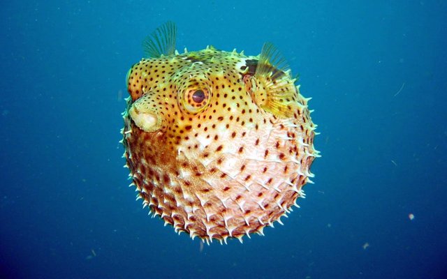 Ikan Buntal Steemit