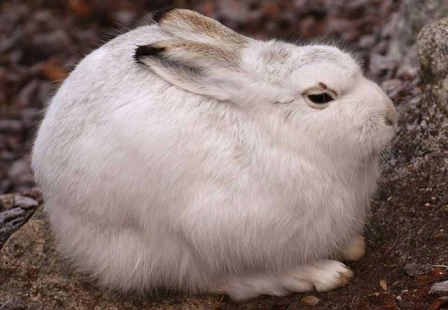 Beautiful small animal Rabbit — Steemit