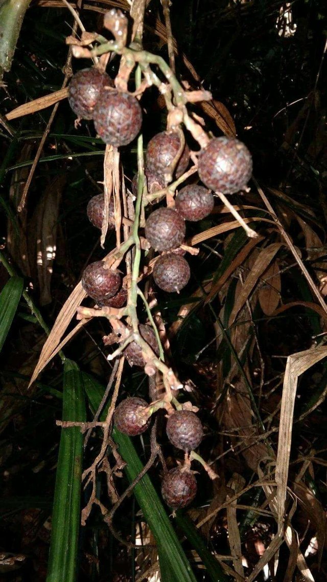 Beberapa jenis buah rotan dan sebutan di daerah masing 