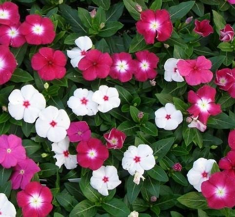 Vinca Flower Steemit