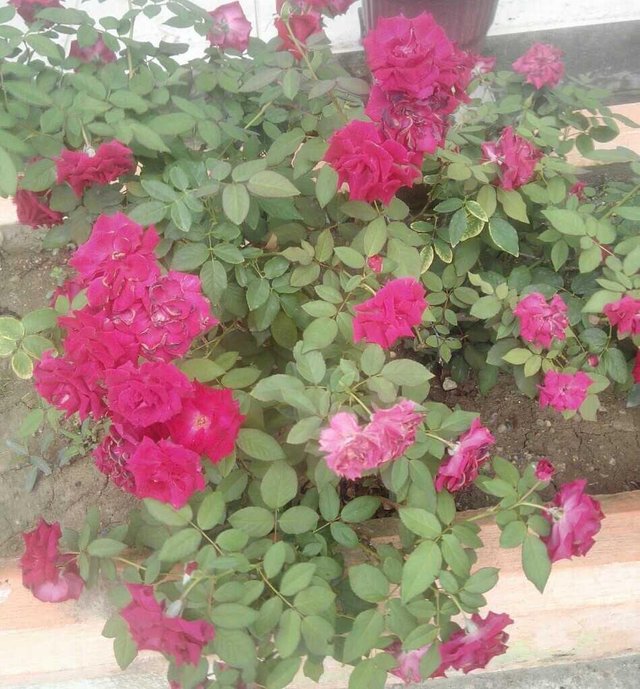 Bunga Mawar Cantik Steemit