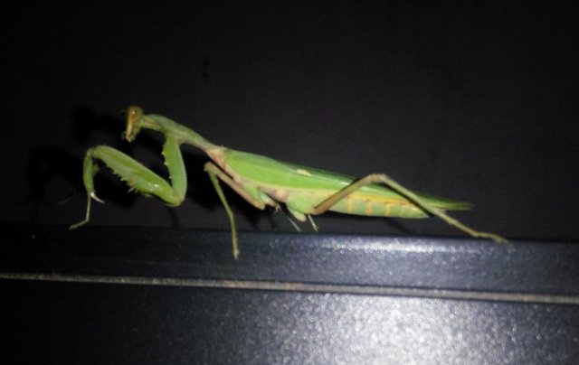 Praying Mantis Or Grasshopper Zombie Steemit