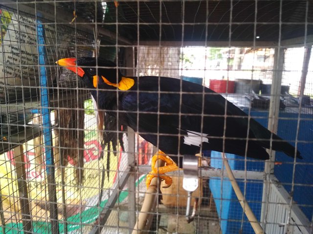 Burung Beo Yang Dapat Berbicara Bird Of Beo Can Speak Like The