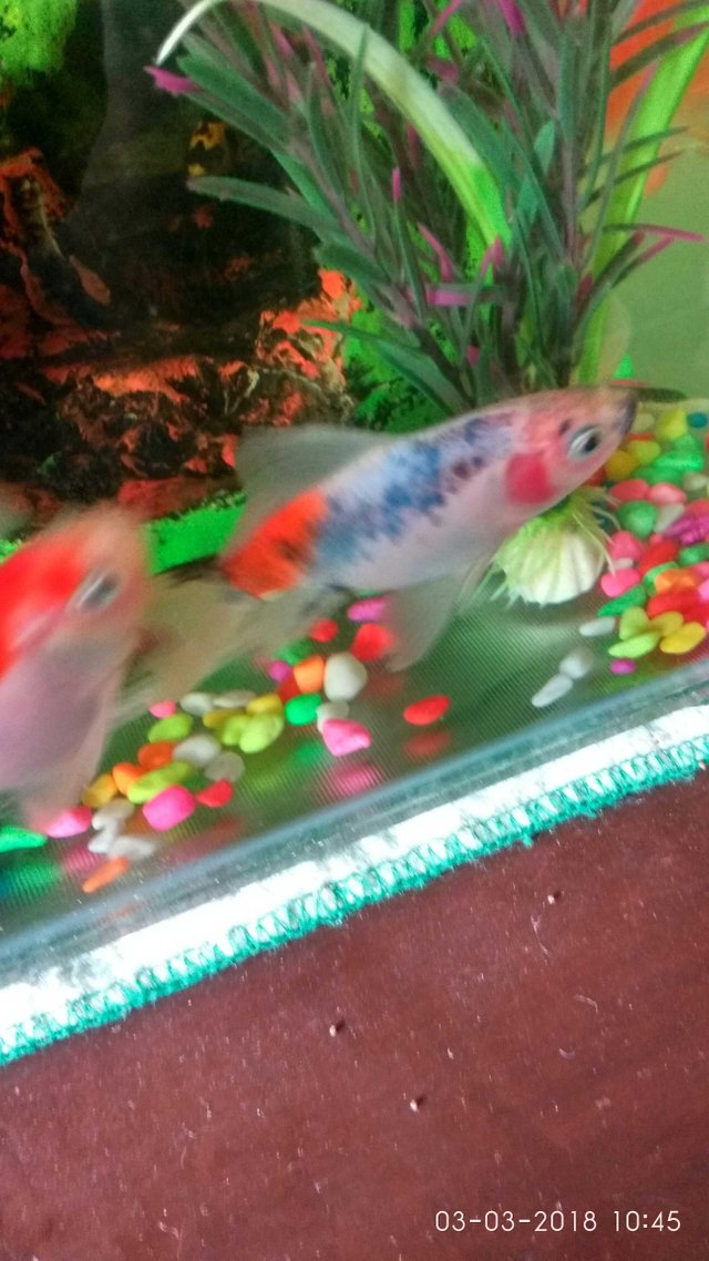 Decorative Fish Steemit