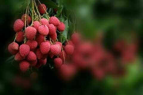 Gambar Buah Leci - Gambar Bagian Tumbuhan