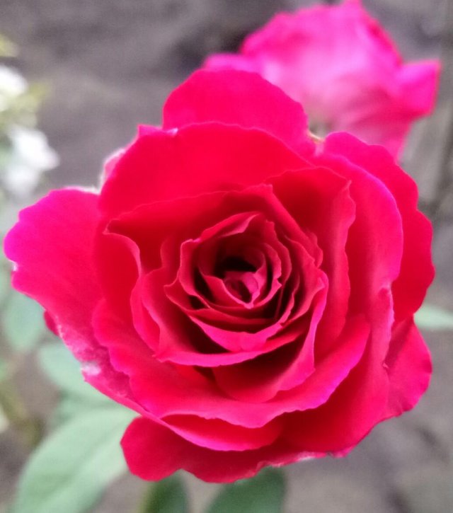 Keindahan Bunga Mawar Merah The Beauty Of Red Rose Two Language