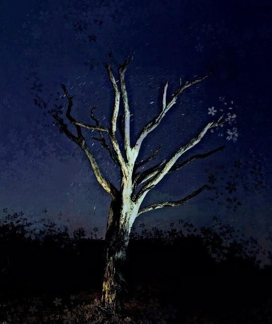 Pohon Unik Hidup Segan Mati Tak Mau Steemit