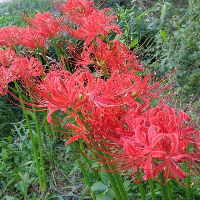 Lycoris Radiata Red Spider Lily Beautiful But The Symbol Of Death Steemit