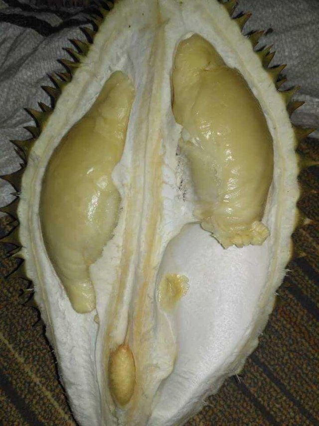 Download 58 Koleksi Gambar Durian Jantung  HD