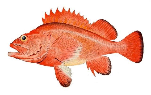 redfish contest