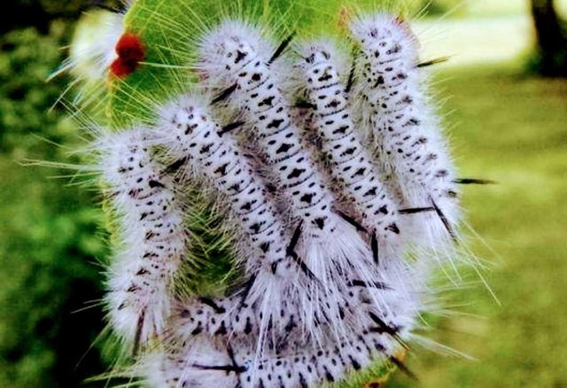Silky mop head White cedar moth Leptocneria reducta Lymant…