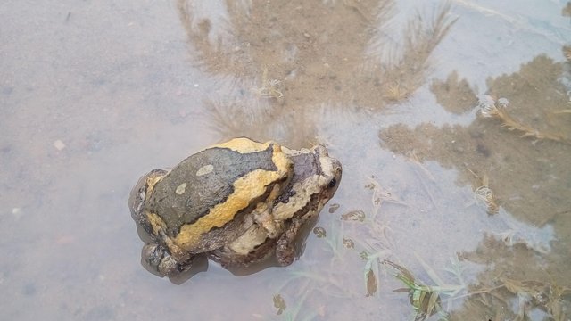 Katak Kodok Steemit