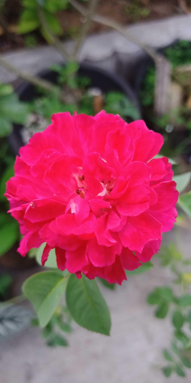 Paling Populer 25 Bunga Mawar Kecil  Gambar Bunga Indah