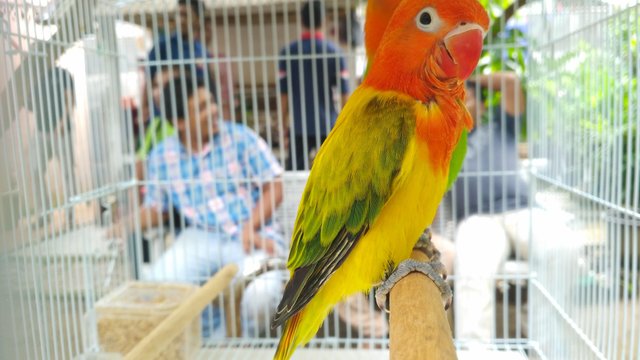 Opaline Fischeri Became One Of The Favorite Birds Steemit