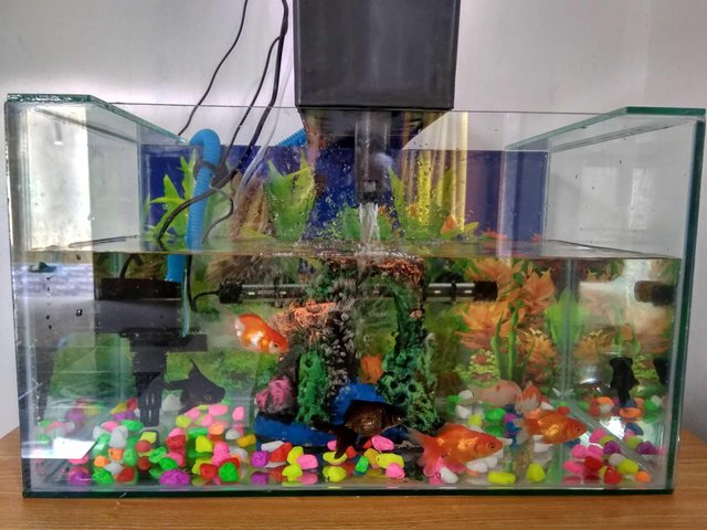 Aquarium Peliharaan Ikan Hias Steemit