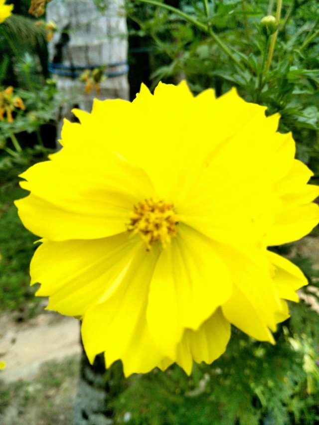 Bunga Kenikir Kuning Cantik Dan Bermanfaat Yellow Yellow Flower Is Beautiful And Useful Steemit