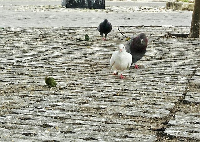 Burung Merpati Dara Steemit