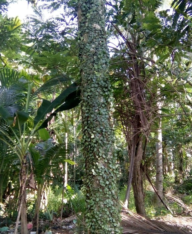 Moss Coins Covering Nearly All Areca Trees In The Backyard My Home