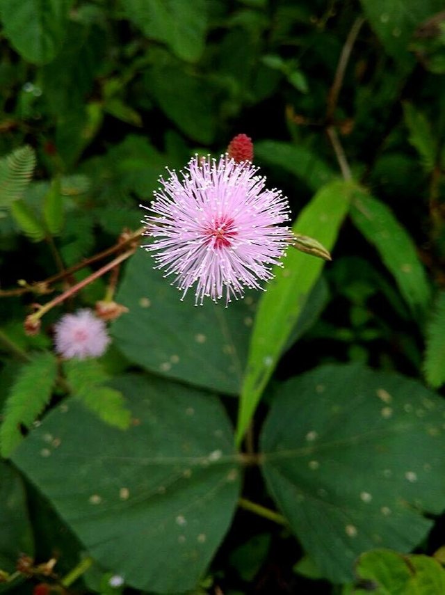 Natural Flower Beauty Steemit