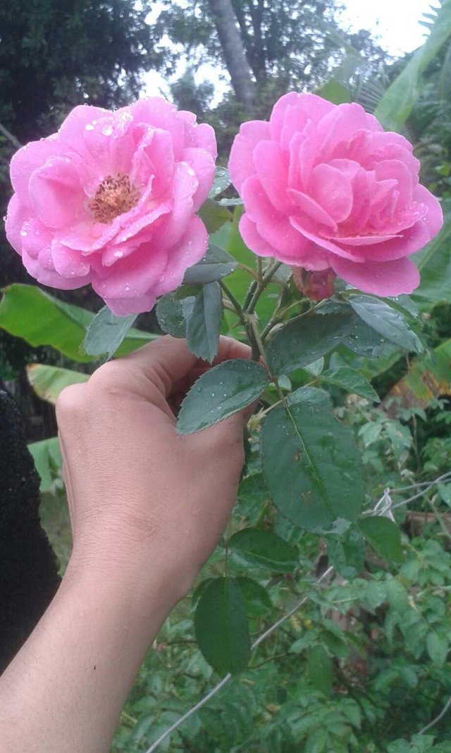 Gambar Bunga Rose Cantik Ani Gambar