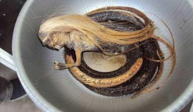 Snake like hair hires stock photography and images  Alamy