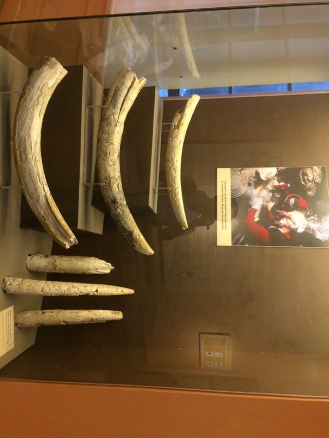 The Philippine At Crossroads Of Ivory Trade National Museum Anthropology S Collection Worth Reading Steemit - Elephant Tusk Pendant Meaning The Philippine At Crossroads Of Ivory Trade National Museum Anthropology S Collection Worth Reading Steemit - Elephant Tusk Pendant Meaning