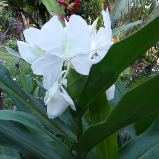The Scent Of White Lilies Bunga Bakung Putih Yang Harum Steemit