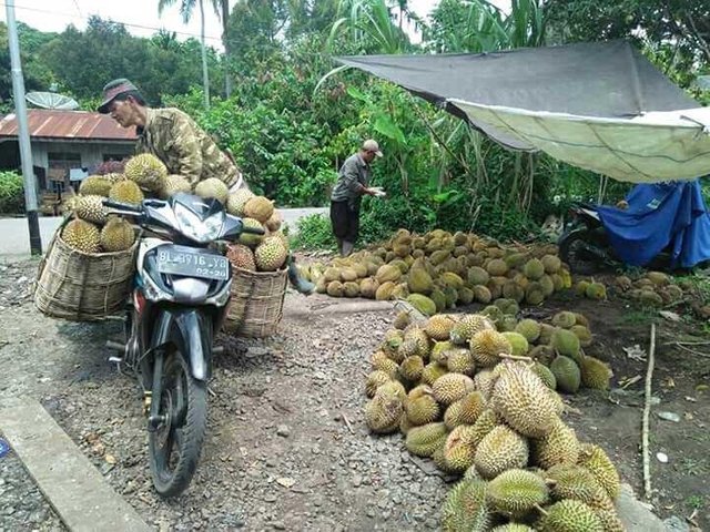 Download 80 Gambar Durian Gajah Keren Gratis