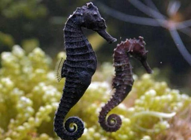 Kuda Laut Si Hewan Yang Unik Steemit