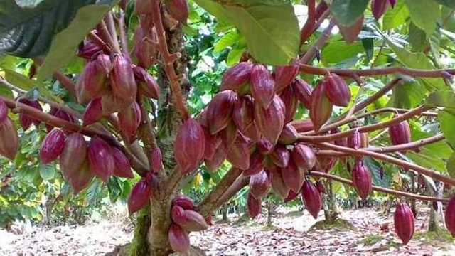 Image result for cocoa garden