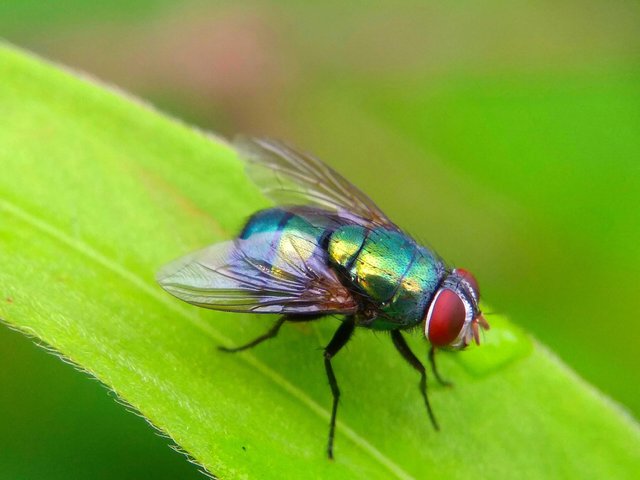 A fly with a shiny blue body and red —
