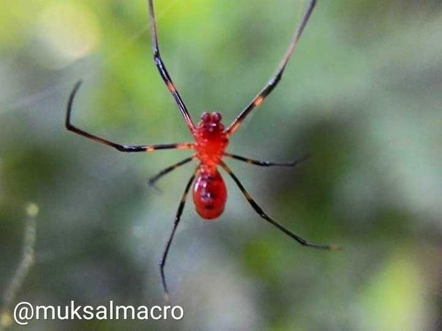 Sarang Labah Labah Merah