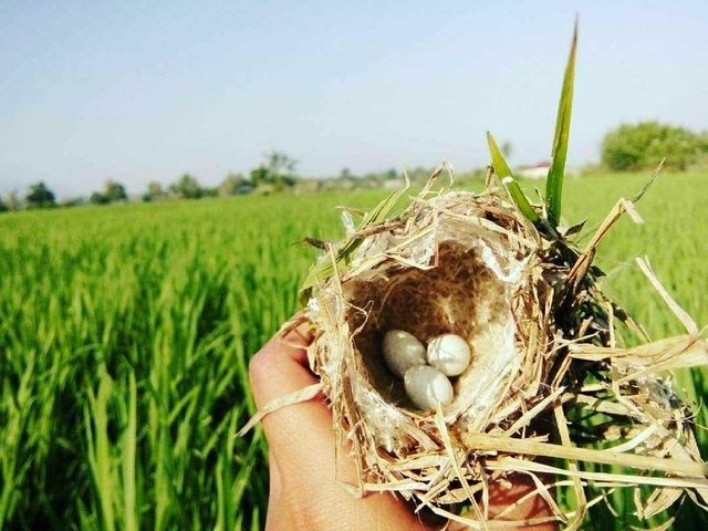 Kenangan Masa Kecil Dan Telur Burung Di Sawah Steemit