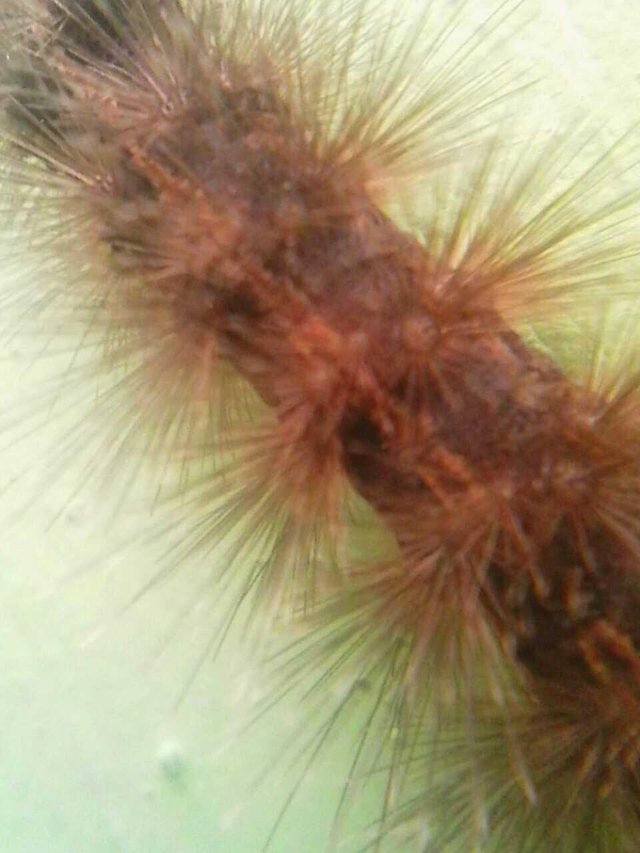Caterpillar Long Fur Steemit