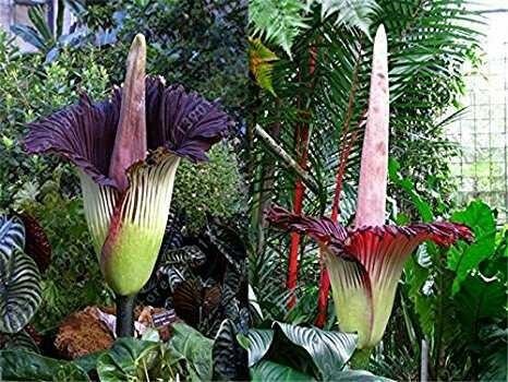 Corpse flower — Steemit