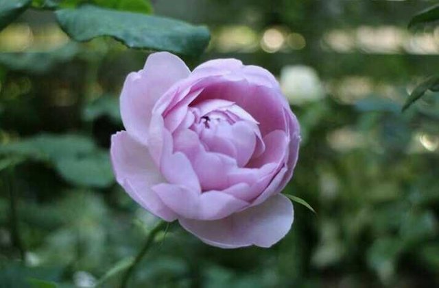 china-rose-flower-meaning-best-flower-site