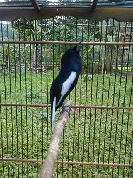 Baik Buruknya Kontes Burung Kicau Di Indonesia Steemit