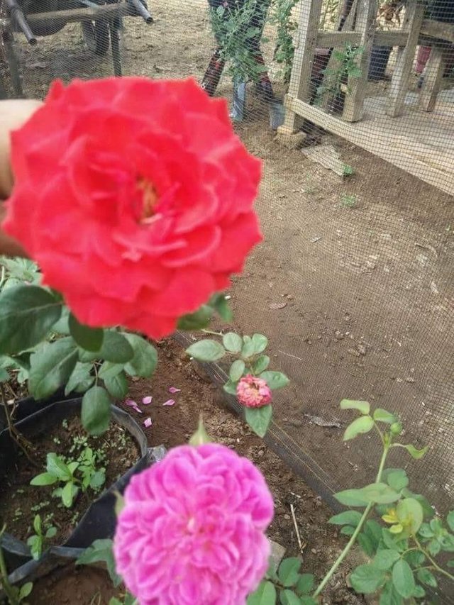 Mawar Merah Penggoda Mata Steemit