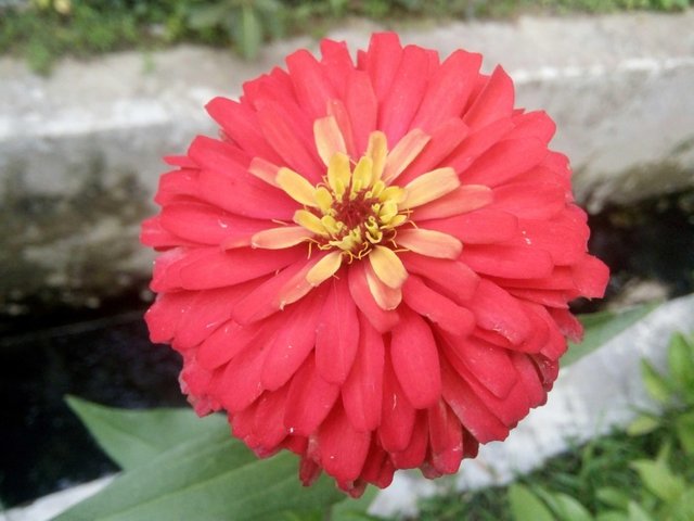 32 Gambar Bunga Dahlia Merah Galeri Bunga Hd