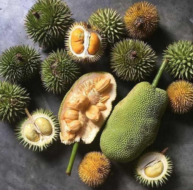 Durian cempedak Seedless Durian