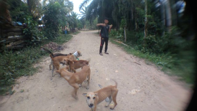 Sekumpulan Anjing Peliharaan Untuk Mengejar Babi Hutan Steemit