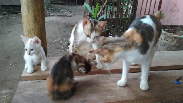 Keluarga Kucing Yang Sangat Harmonis u2014 Steemit